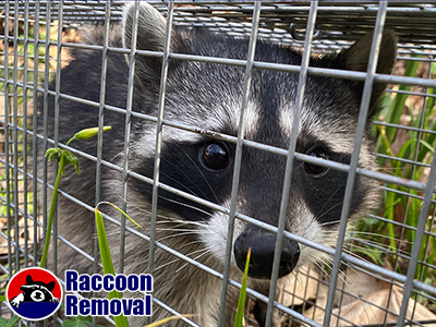 Philadelphia raccoon trapping